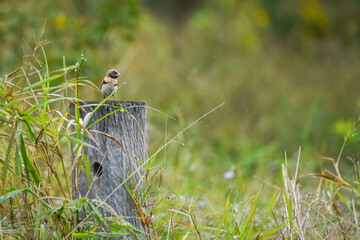 Chestnut-Breasted Mannikin perched on a wooden post surrounded by tall grass, serene nature scene