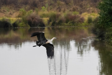 Heron in flight over a lush green wetland, dynamic wildlife scene