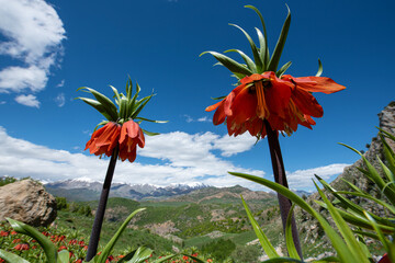 Endemic inverted tulip. Endemic inverted tulip that grows in the mountains in Turkey.
Colorful...