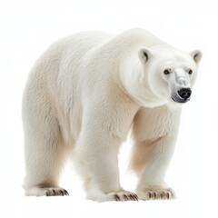 Polar Bear Standing on White Background