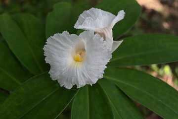 View of a white colored Crepe ginger flower blooming in the garden