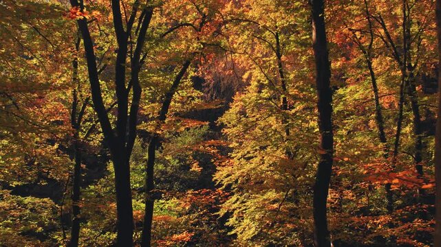 Flying backwards through the branches of beautiful beech trees in a colorful forest in autumn 