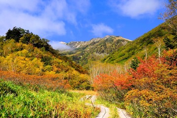 秋深まる栂池自然園の紅葉