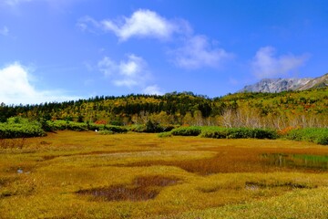 Fototapeta premium 秋深まる栂池自然園の紅葉