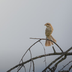 Eurasian wryneck bird