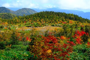 秋深まる栂池自然園の紅葉