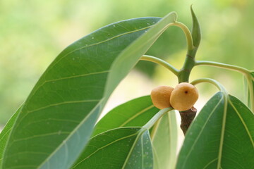 ficus mysorensis berries and leaves