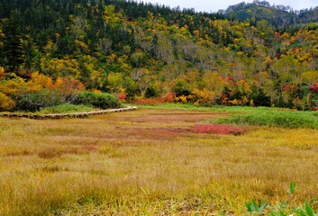 秋深まる栂池自然園の紅葉