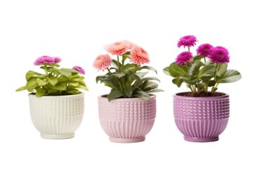 Vibrant Indoor Garden Display Featuring Colorful Potted Flowers in Sunny Living Room on Transparent PNG Background.