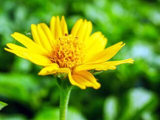 Pretty yellow creeping daisy flower, close-up of pollen yellow creeping daisy flower,  yellow creeping daisy flowers growing in spring
