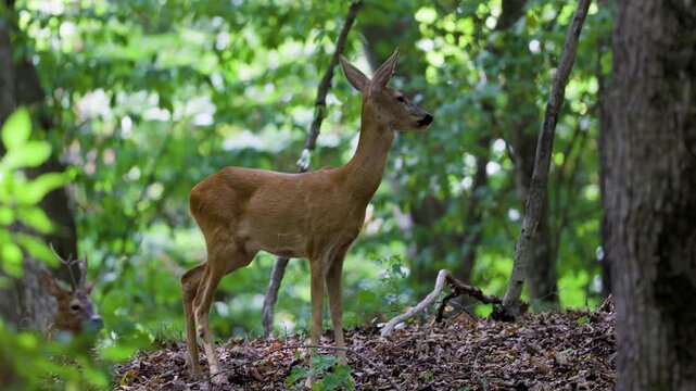 4k with deer in the forest in the natural environment.