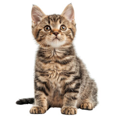 Obraz premium Cute tabby kitten sitting against white background, looking up with curious expression.
