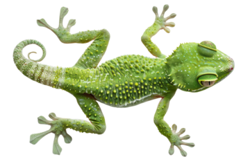 High-resolution image of a vibrant green gecko with detailed skin texture, isolated on a white background.