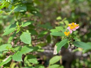 wild strawberry plant