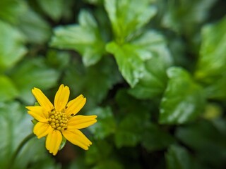 yellow flower in the garden