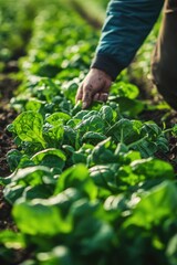 Fototapeta premium Farmers harvesting spinach