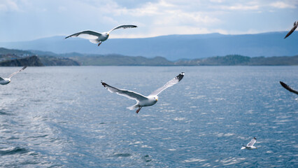 Gull look at the camera. Group of the seagulls soaring over the sea.