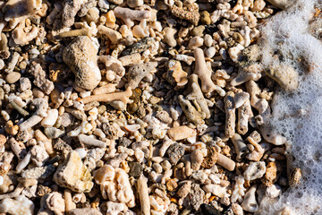 Wet remains of corals and shells on the beach of Mauritius (Indian Ocean). Background with fragments of marine life washed up by the surf in various shapes and surfaces in white-beige. Splashing wave.