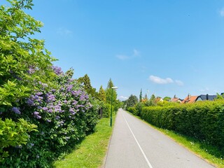 road in the park