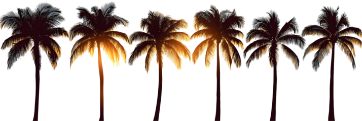 A set of palm tree silhouettes at sunset, cut out