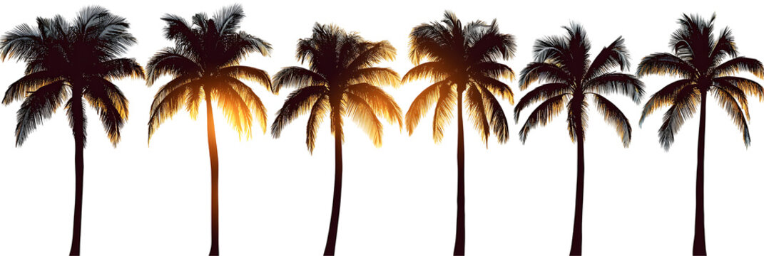 A set of palm tree silhouettes at sunset, cut out