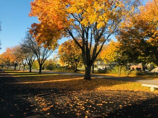 Naklejka premium autumn in the park 