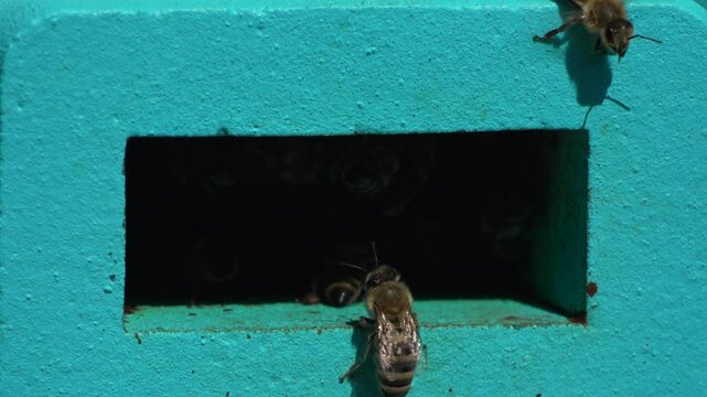 Bees, pollen, hive - Close-up view of bees with colorful pollen on legs near beehive entrance, slow motion, pollination process in nature. Apis mellifera