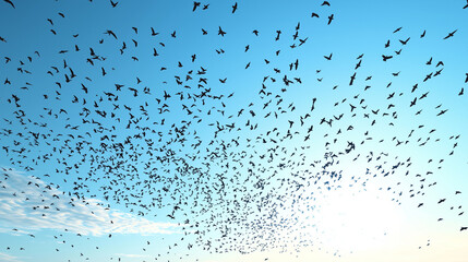 Large flocks of birds migrating in the sky, creating intricate patterns and formations