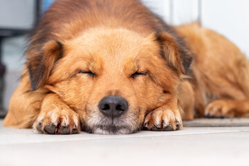 A cute brown dog is sleeping in the room on the floor