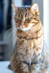 Brown calm cat in the room near the window