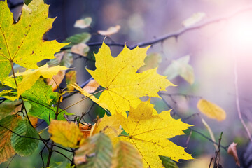Yellow autumn maple leaves in the forest on a tree in sunny weather