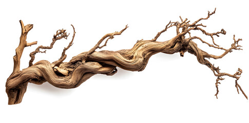 Dry branch isolated on a white background