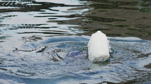 Grey Seal Participating In Endangered Species Program. Phoca, Nerpa, Grey or Spotted seal swimming in water. Protection of endangered marine species in Poland on Hel Peninsula
