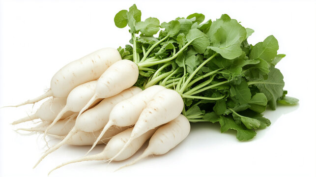 Fresh bunch of white radish with green leaves isolated on white background &ndash; organic root vegetables with crisp, nutritious greens.