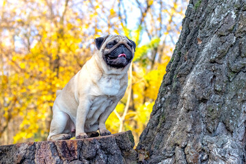 A small pug is sitting on a stump in the autumn park