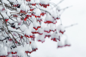Snow-covered clusters of viburnum with red berries in winter after snowfall
