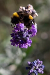 Hummel im Lavendel