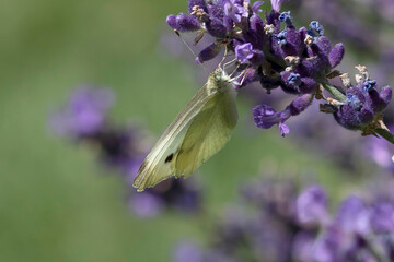 Kohlweißling am Lavendel