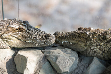 Gando, a rare crocodile in the zoo