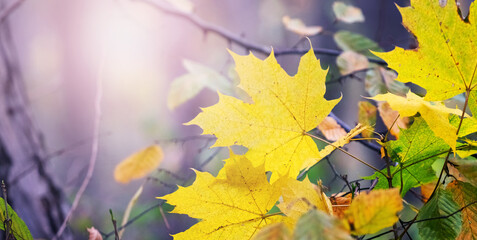 Yellow autumn maple leaves in the forest on a tree in sunny weather