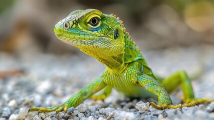 Fototapeta premium A green lizard standing on gravel, looking curiously to the side.