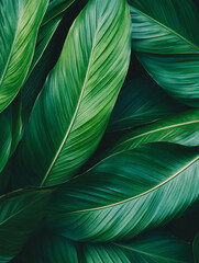 abstract green leaf texture nature background tropic 