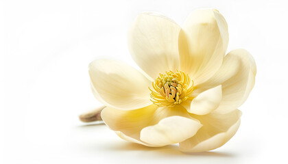 Obraz premium Yellow magnolia flower isolated on white background with full depth of field