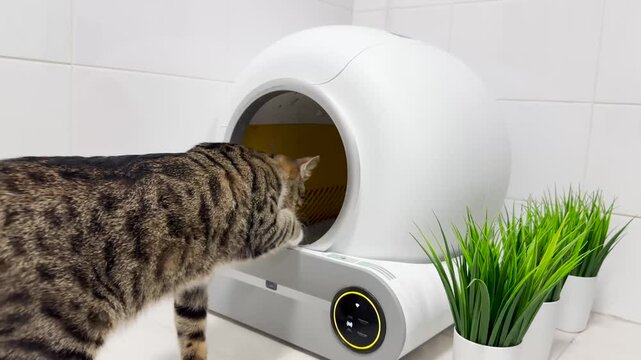 White smart cat litter box .A young cat uses the toilet.