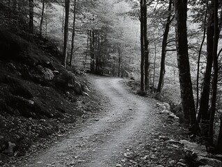Naklejka premium Scenic Forest Path in Monochrome: Nature's Tranquility and Outdoor Adventure