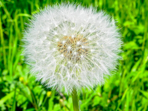 Pusteblume - Gew&ouml;hnlicher L&ouml;wenzahn (Taraxacum) als Stillleben, Nahaufnahme und Detailansicht