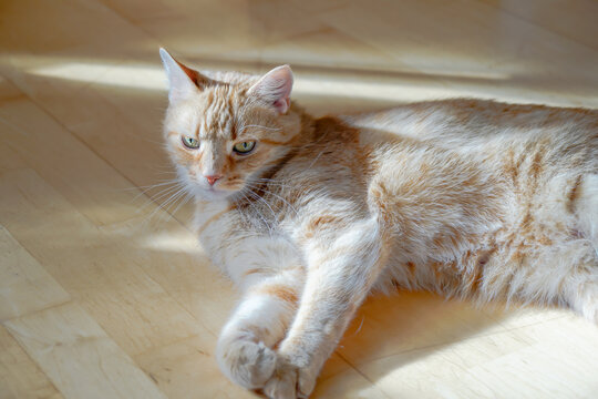 Portrait einer Hauskatze