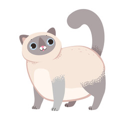 Funny Siamese cat. Fluffy cat isolated on a white background. Flat vector illustration