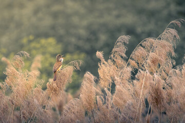 common reed warbler