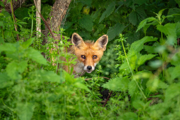 red fox in the forest